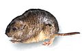 Tinytuco