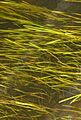 Vallisnérie Vallisneria spiralis Brantôme-Dronne 2014 2