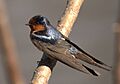 Welcome Swallow Sherwood Aug05