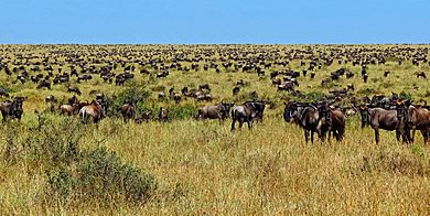 Archivo:Wildebeest-during-Great-Migration