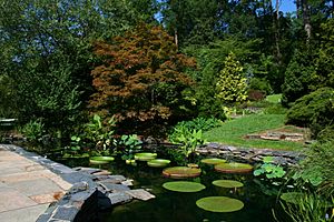 Archivo:2008-07-24 Lily pond at Duke Gardens 3