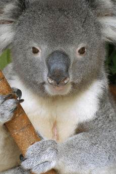 Archivo:A364, Lone Pine Koala Sanctuary, Queensland, Australia, koala, 2007