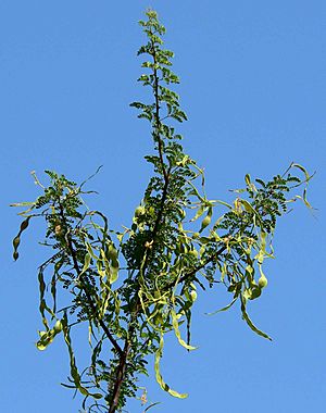 Archivo:Acacia greggii branch