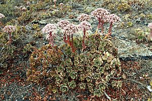 Archivo:Aeonium lancerottense in Lanzarote, June 2013 (1)