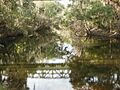 Alafia River at FishHawk, Florida