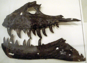 Archivo:AlbertosaurusSarcophagus-PartialJaws RoyalOntarioMuseum