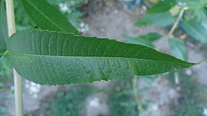 Archivo:Aloysia citrodora - leaf