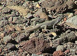 Alrededores de Peteroa-Liolaemus thermarum.jpg