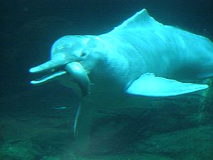 Archivo:Amazon dolphin eating fish