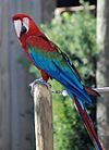Ara chloroptera -Gatorland-6.jpg