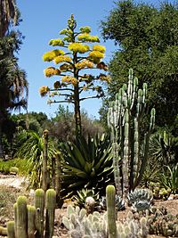 Archivo:Arizona Cactus Garden, Stanford University, Palo Alto, CA, USA
