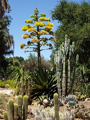Archivo:Arizona Cactus Garden, Stanford University, Palo Alto, CA, USA