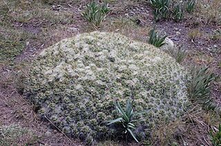Austrocylindropuntia floccosa en la quebrada Uquian, desde arriba.jpg