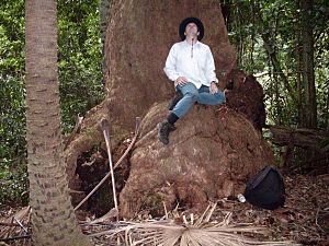 Archivo:Bangalay