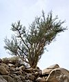 Bursera microphylla habit (Yarnell)