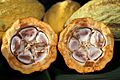 Cacao-pod-k4636-14