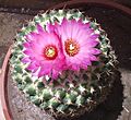 CactiFlowers
