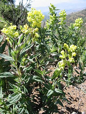 Archivo:Calceolaria morisii Walp. by Pato Novoa