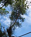 Casuarina junto ala Parroquia de San Caralampio