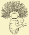 Cephalodiscus dodecalophus McIntosh
