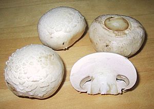 Archivo:ChampignonMushroom