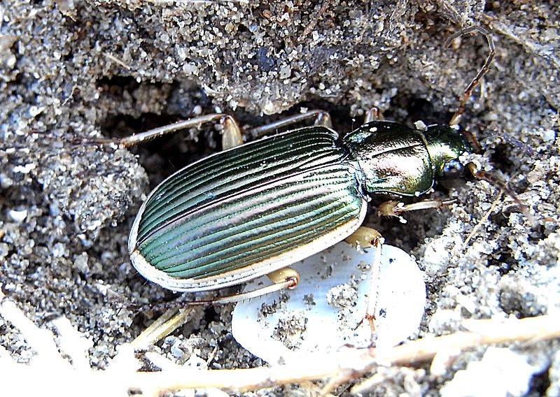 Chlaenius spoliatus