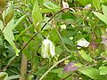 Cobaea scandens1