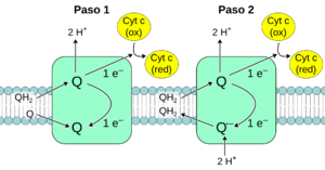 Archivo:Complex III reaction-es