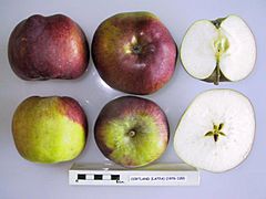 Cross section of Cortland (LA 72A), National Fruit Collection (acc. 1976-139).jpg