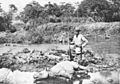 Dead Javan Rhino