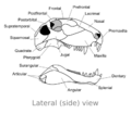 Dimetrodon skull lateral