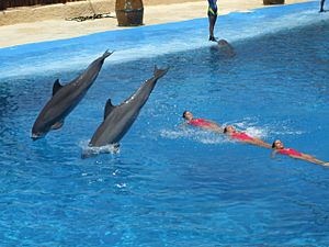 Archivo:Dolphins and synchronized swimming
