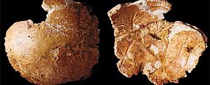 Archivo:Dos caras del parietal adulto de neandertal hallado en el yacimiento de Cova Negra (Xàtiva)