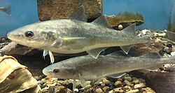 Eleginus gracilis Asahiyama Zoo2.jpg