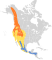 Empidonax hammondii map