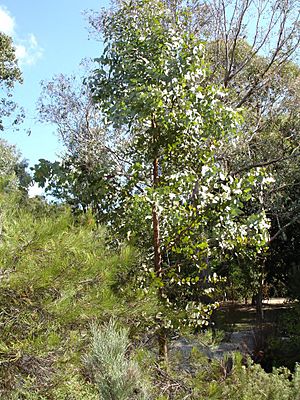 Archivo:Eucalyptus dumosa