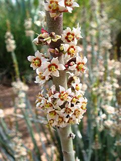 Archivo:Euphorbia-antisyphilitica-20080330