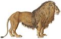 Felis leo - 1818-1842 - Print - Iconographia Zoologica - Special Collections University of Amsterdam -(White Background)