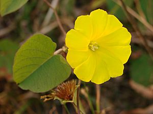 Archivo:Flickr - João de Deus Medeiros - Merremia umbellata (2)