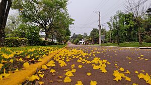 Archivo:Flores de lapacho amarillo sobre Avenida de los Inmigrantes en Ruiz de Montoya, Provincia de Misiones, Argentina