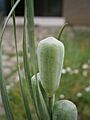 Fritillaria nigra seedbox