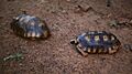 Geochelone denticulata - couple Suriname
