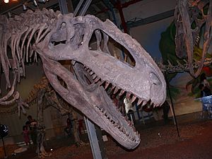 Archivo:Giganotosaurus Haifa-Aug2008