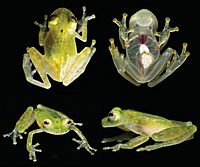 Hyalinobatrachium yaku.jpg