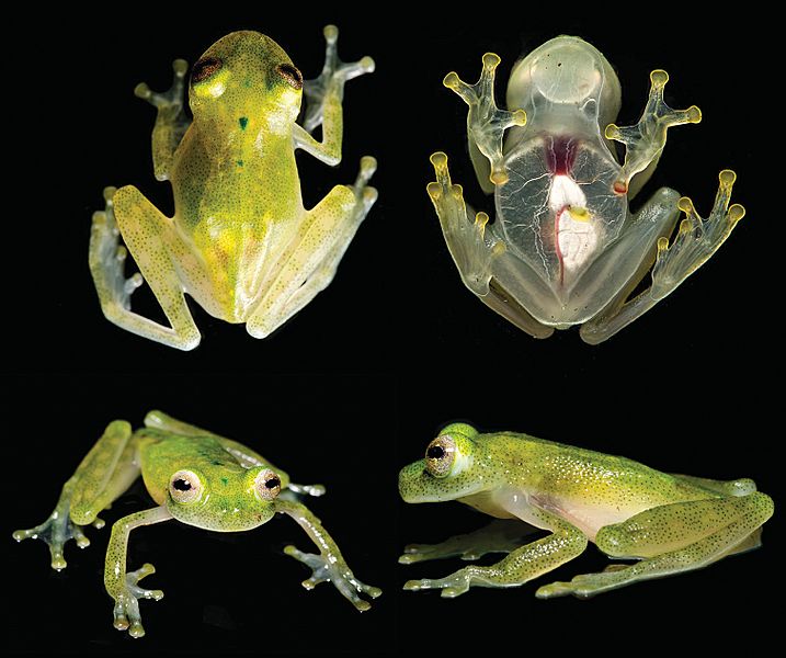 Hyalinobatrachium yaku