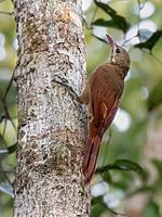 Archivo:Hylexetastes perrotii - Red-billed Woodcreeper; Ramal do Pau Rosa, Manaus, Amazonas, Brazil