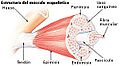 Illu muscle structure - es