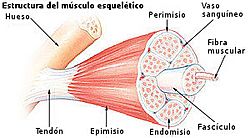 Archivo:Illu muscle structure - es
