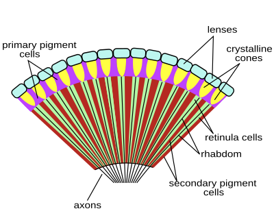 Archivo:Insect compound eye diagram