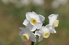 Archivo:Jonquil flowers at f5